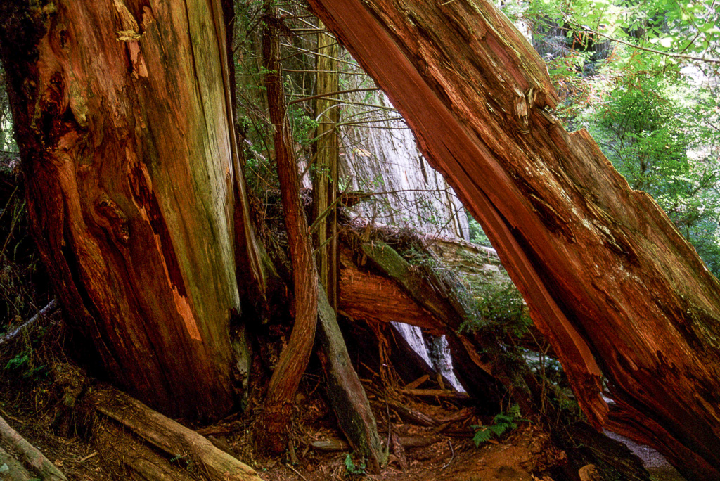 Die Riesen vom Redwood Park